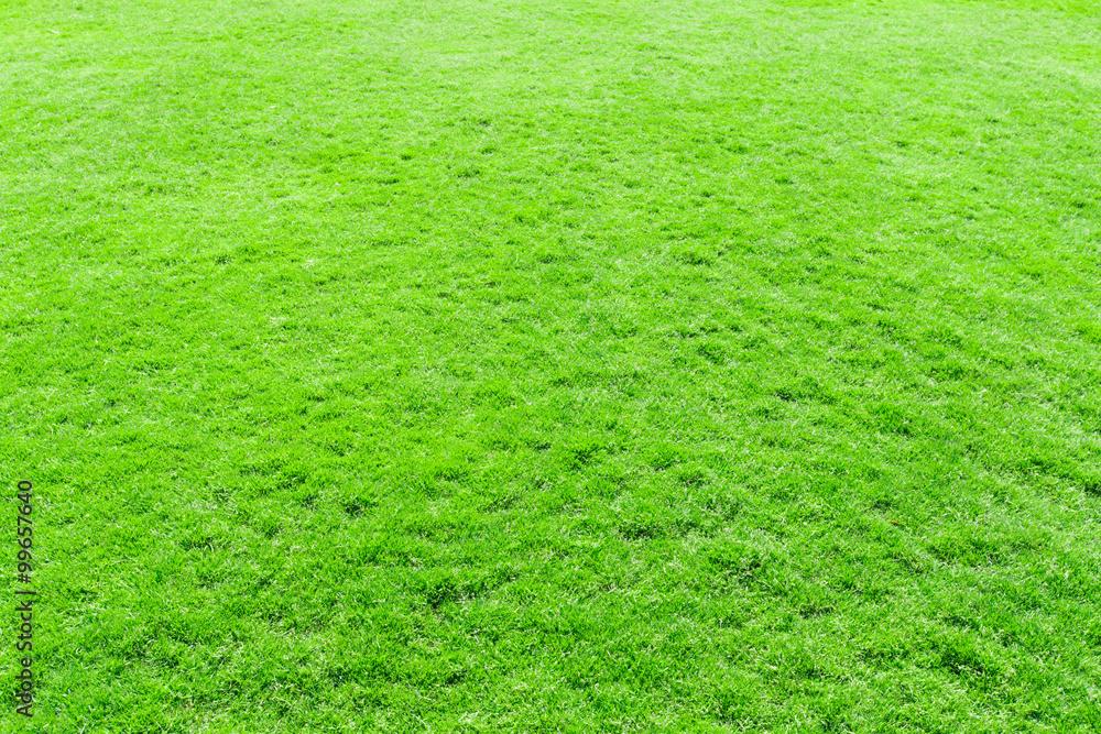 grass texture from a field grass texture from a field