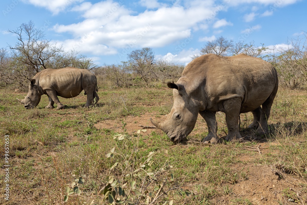 Fototapeta premium couple of rhinos at Hluhluwe-Umfolozi