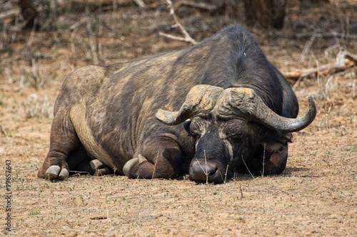 buffalo sleeping at kruger national park