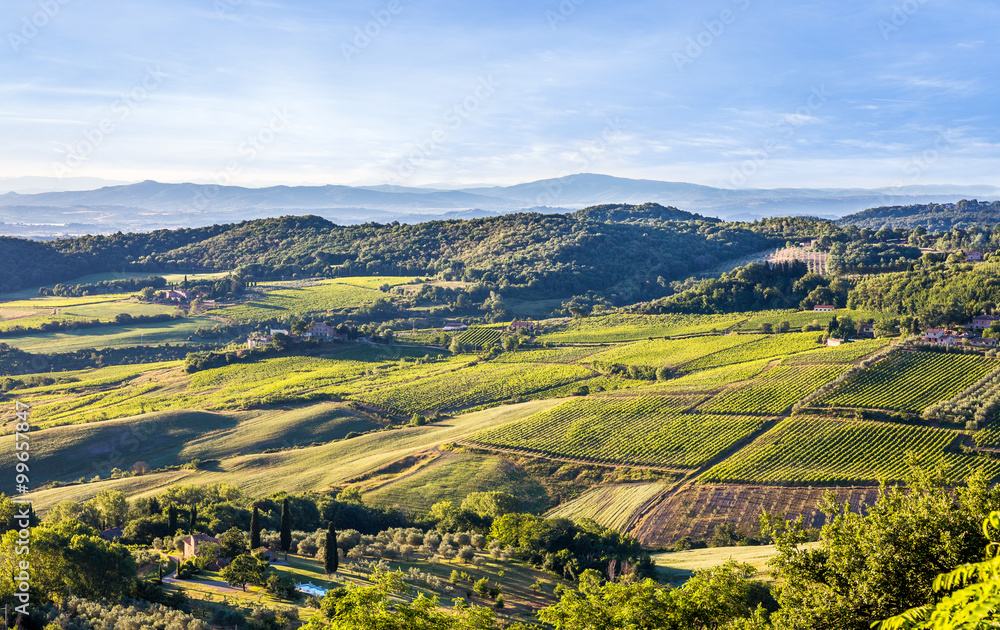 Green vineyards of Tuscany