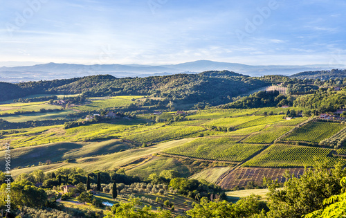 Fototapeta Naklejka Na Ścianę i Meble -  Green vineyards of Tuscany