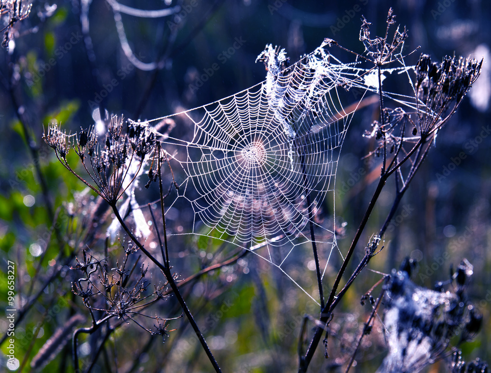 spiderweb close-up backlit