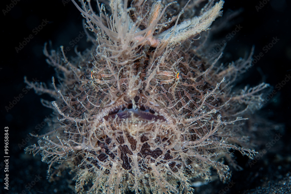 Hairy Frogfish
