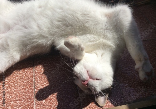 gato blanco jugando al sol photo
