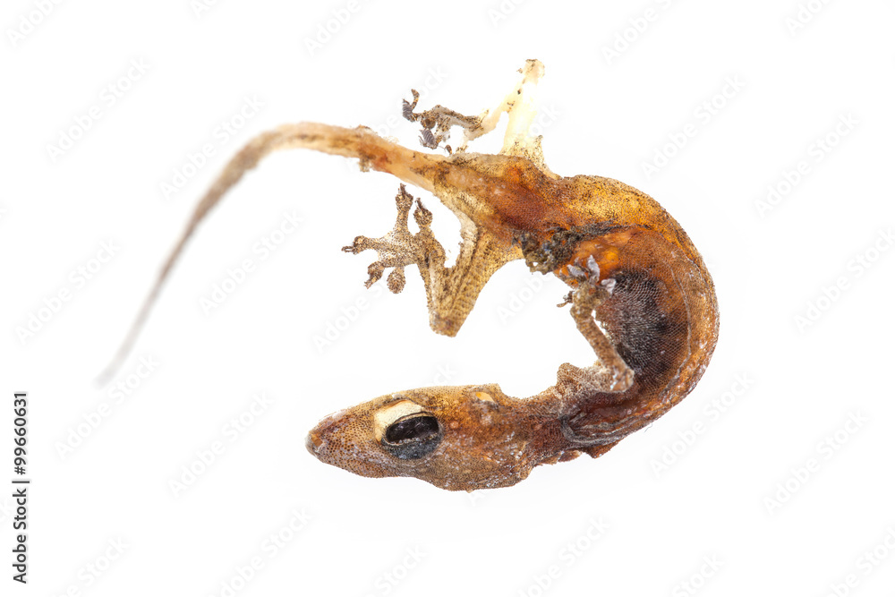 Fototapeta premium close up carcass of lizard on white background