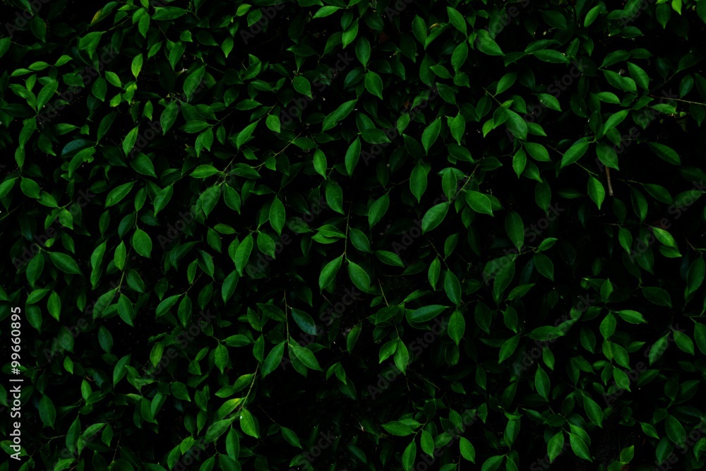 Dark Green Color of The Vertical Leaves Background Dark Green Color of The Vertical Leaves Background