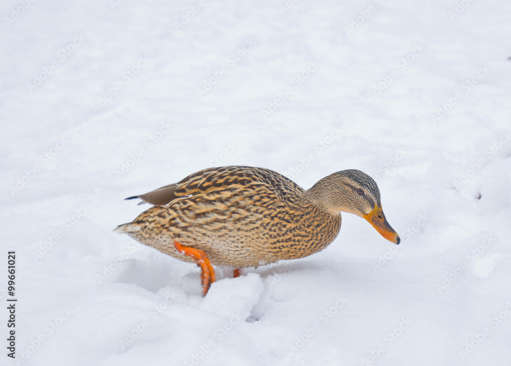 Duck on the snow