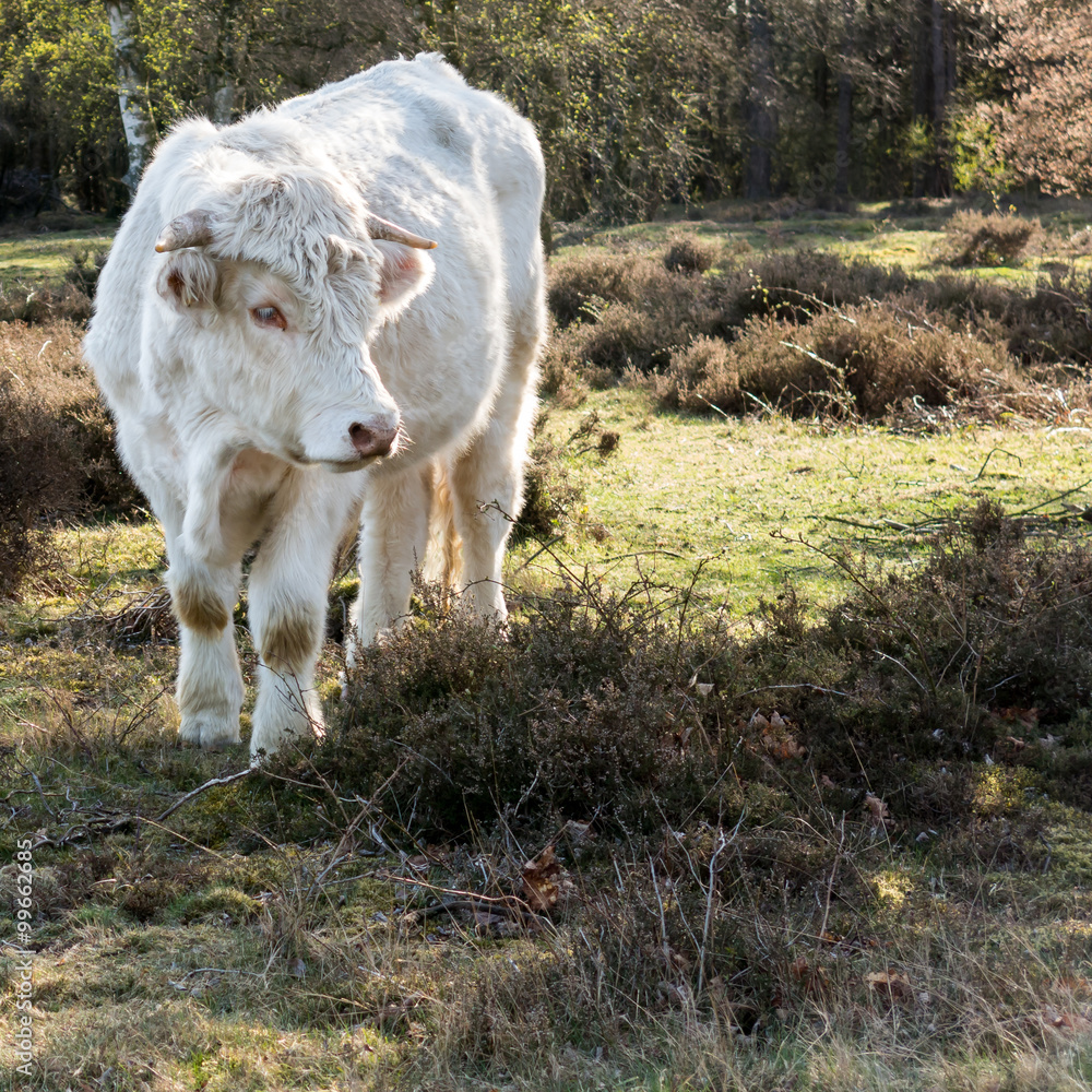 Portrait of Charolais cow in the fields of the south heath near Hilversum in Gooi District, Netherlands