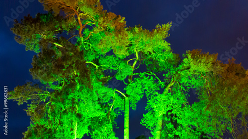Illuminated crone branches and leaves of old tree with deep blue sky at nightfall