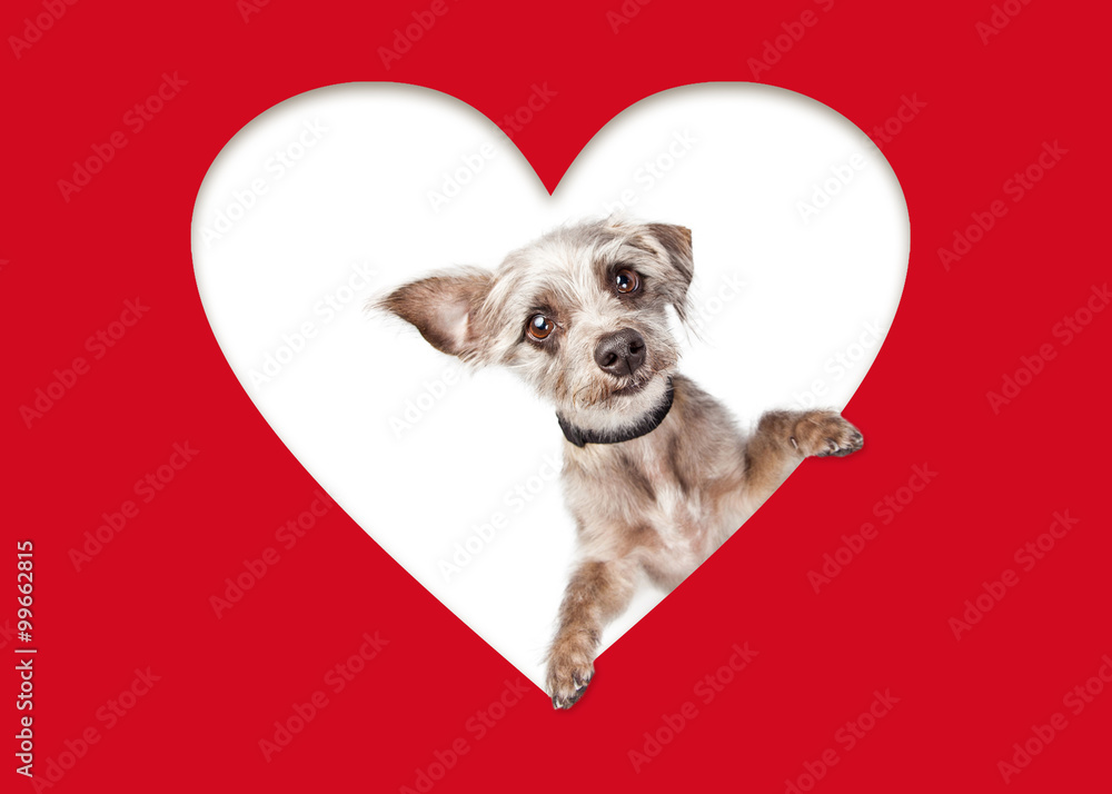 Cute Dog Looking Out of Cutout Heart Cute Dog Looking Out of Cutout Heart
