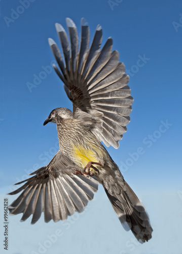  wattle bird in full flight.