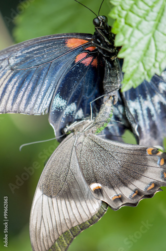 Butterflies mating photo