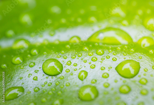 droplets on green leaf close up background