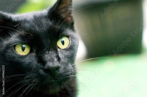 Fotografie Close up of havana brown cat face