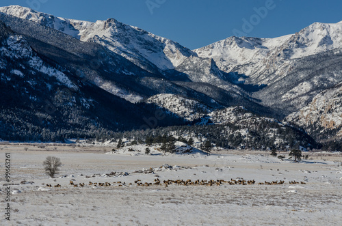 Herd of Elk in Snowy Valley of Rocky Mountain National Park