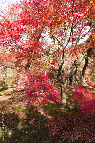 紅葉 通天橋庭園 東福寺