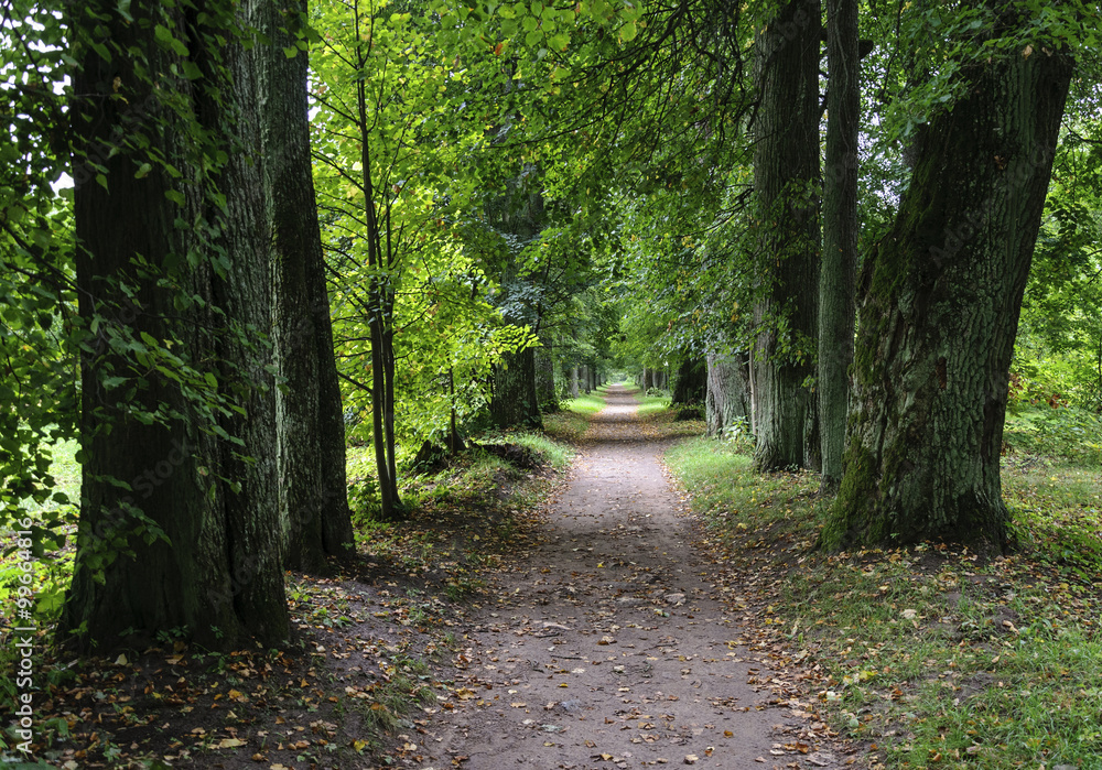Linden alley in the old park, fall Linden alley in the old park, fall