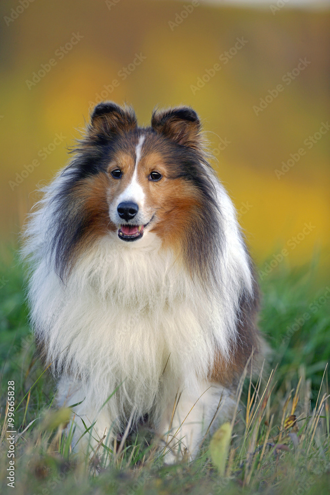 Beautiful Shetland Sheepdog standing in meadow.