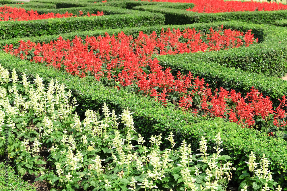 Topiary in an English Formal Garden