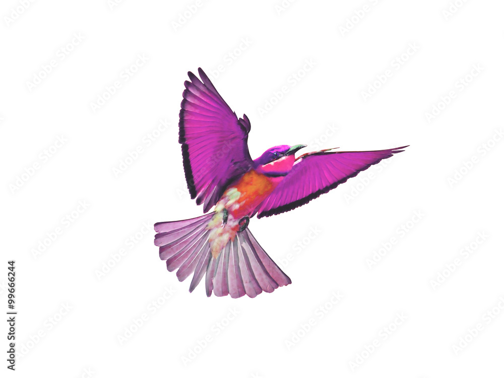 Fototapeta premium Bird in flight isolated on white background