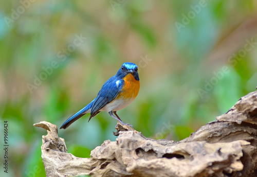 Bird (Hill Blue Flycatcher) , Thailand © panda3800