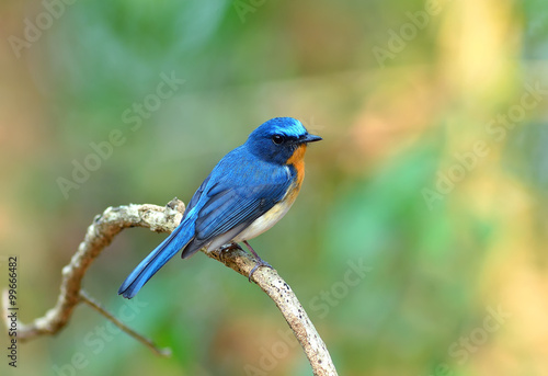 Bird (Hill Blue Flycatcher) , Thailand