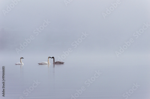 Three swans in the fog