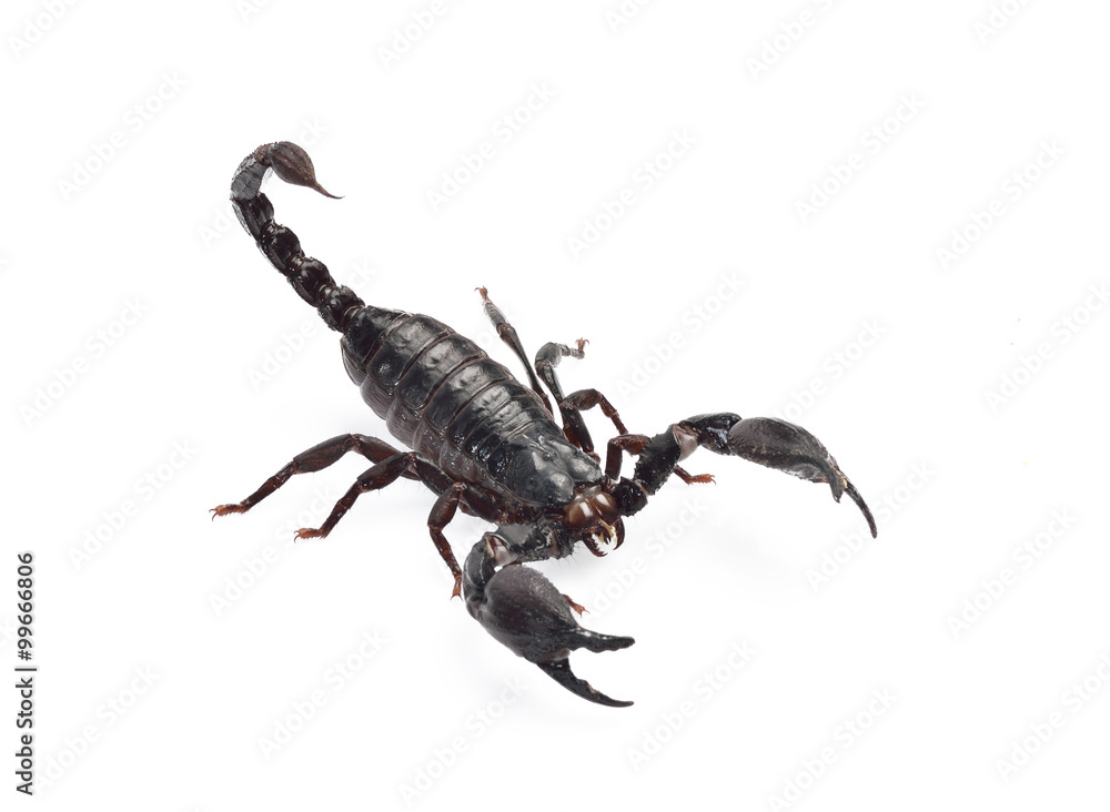 Scorpion isolated on white background Scorpion isolated on white background