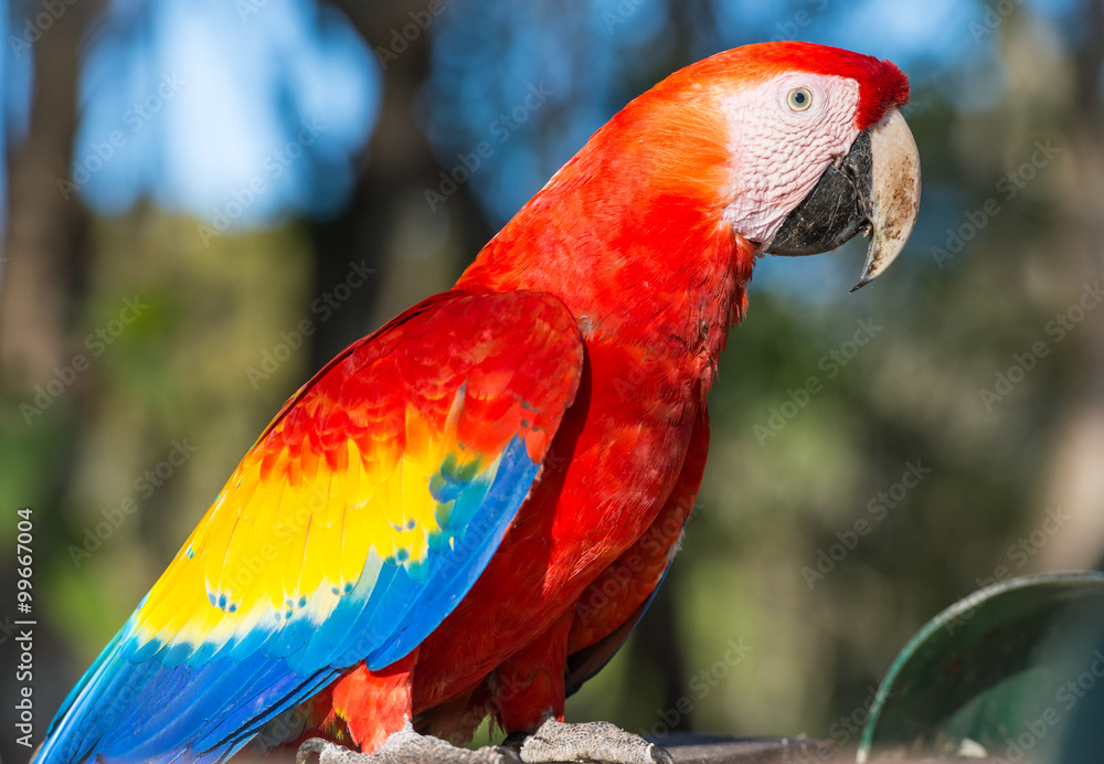 Red macaw parrot close-up in Honduras