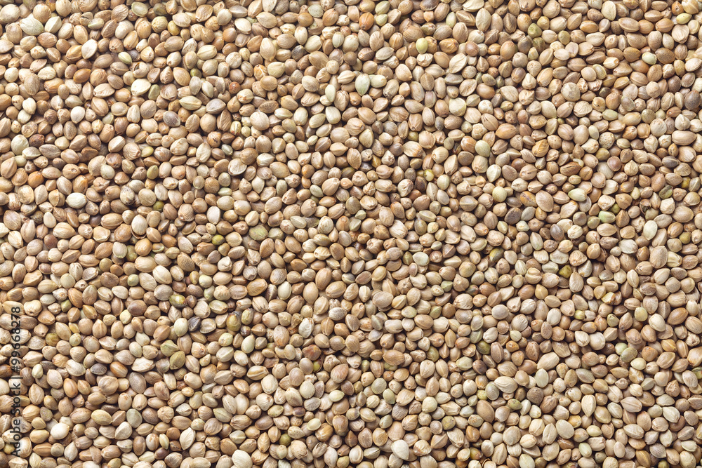 hemp seed hemp seed