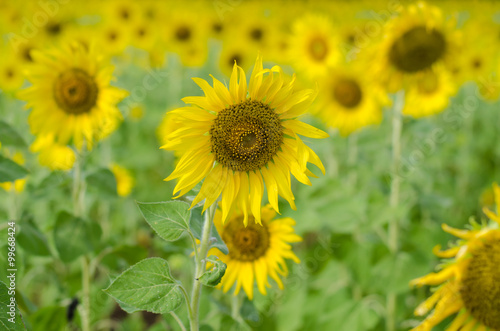 Sunflower  field background .