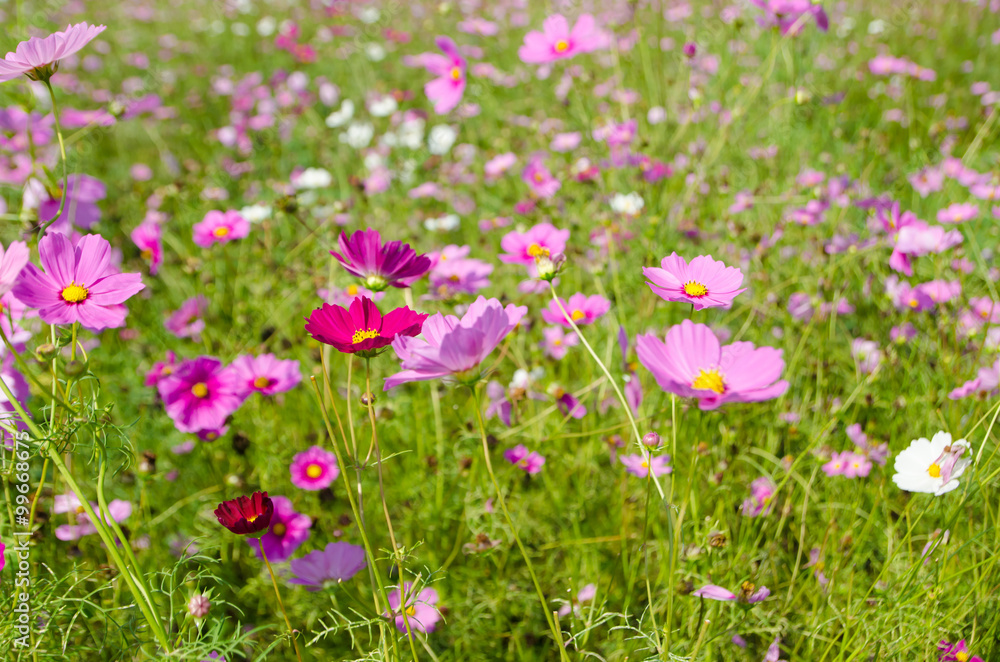 cosmos flower in the garden.