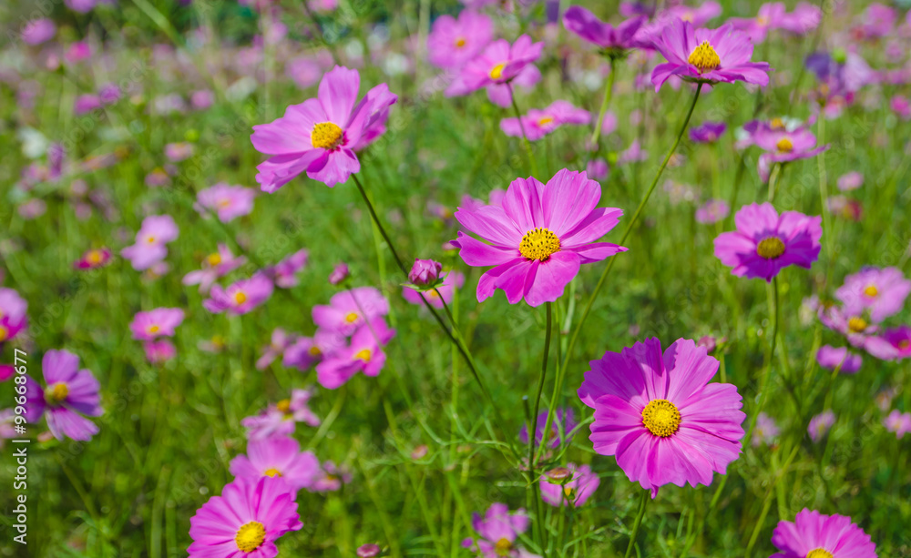 cosmos flower in the garden. cosmos flower in the garden.