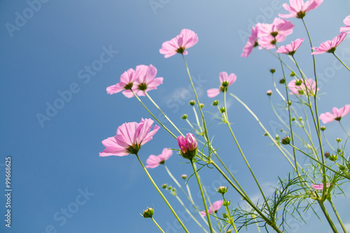 cosmos flower in the garden.