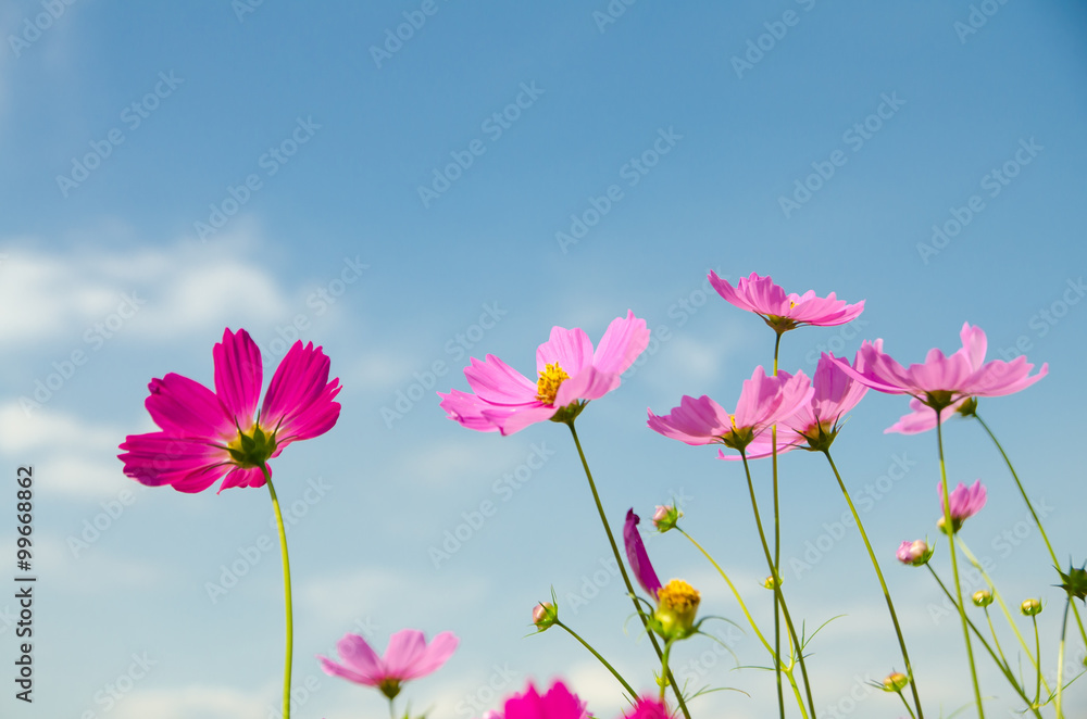 cosmos flower in the garden.