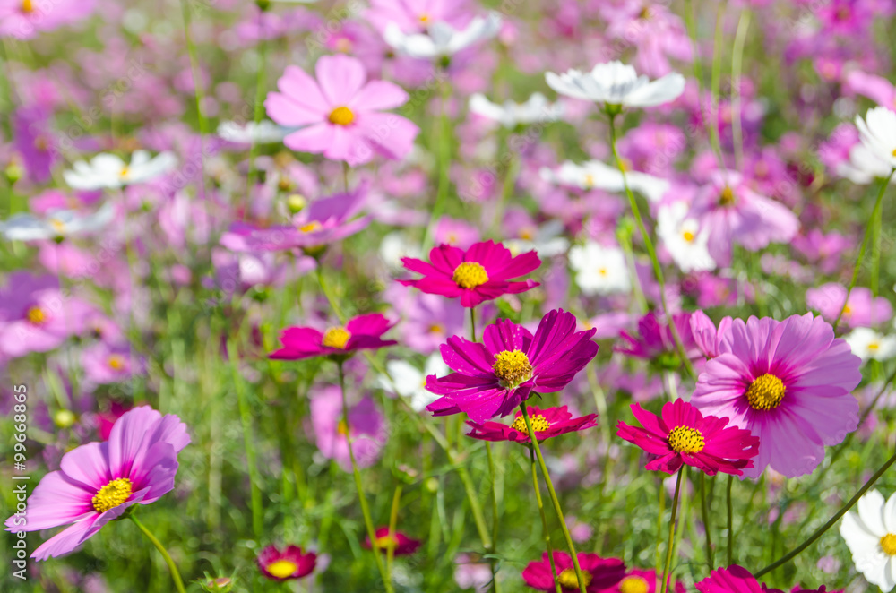 cosmos flower in the garden.