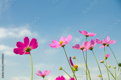 cosmos flower in the garden.