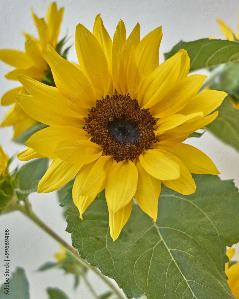 Fototapeta premium vibrant yellow sunflower close-up on white wall background