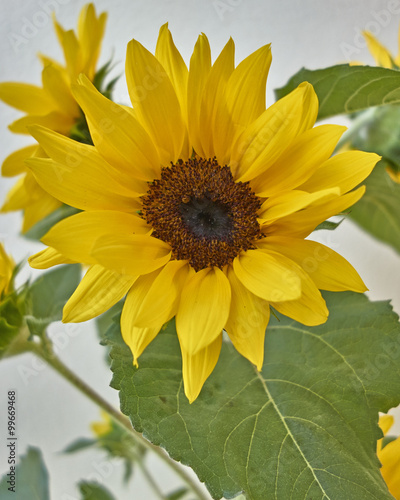 vibrant yellow sunflower close-up on white wall background