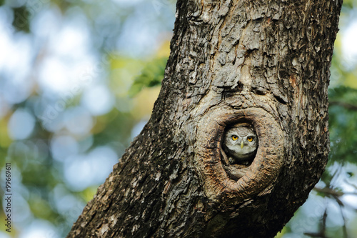 Canvas Print Owl hiding in the tree