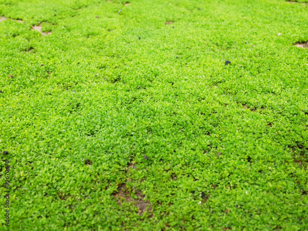 macro shot (selective focus) of a green moss on a concrete floor macro shot (selective focus) of a green moss on a concrete floor