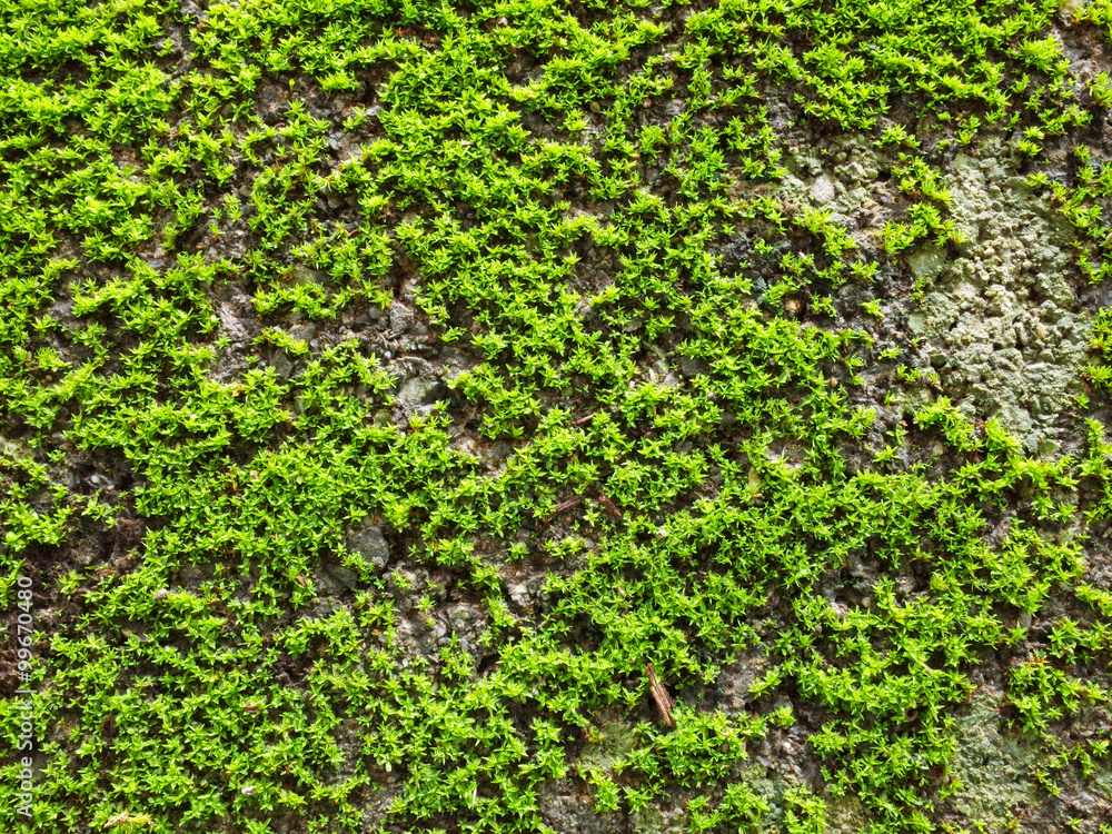 Fresh moss after the rain in small garden.