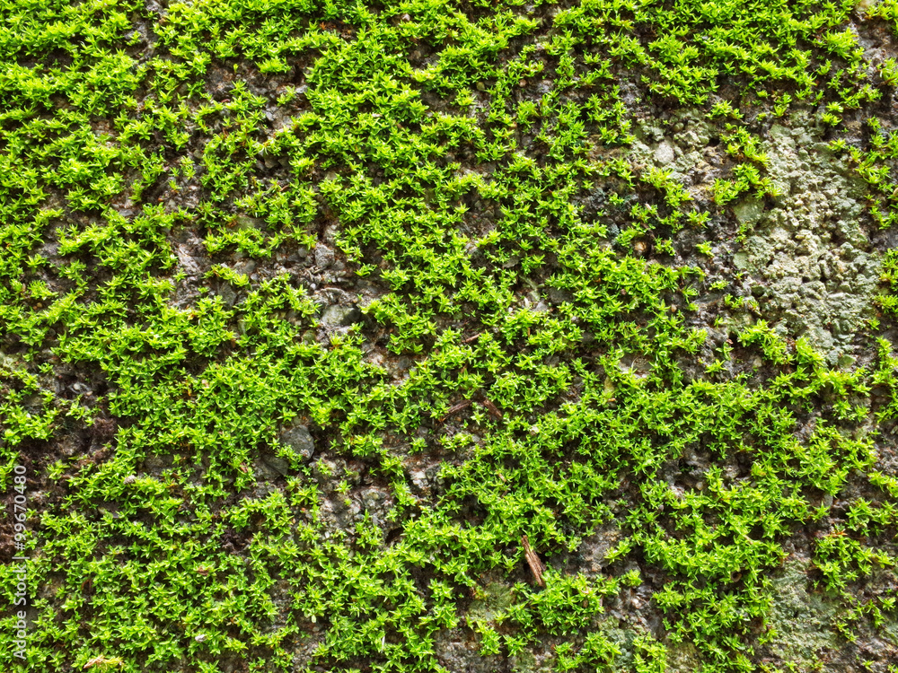Fresh moss after the rain in small garden. Fresh moss after the rain in small garden.