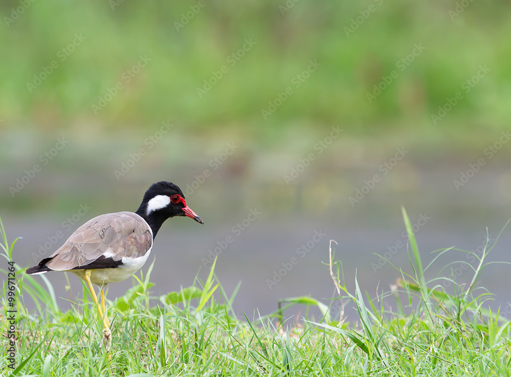 Red-wattled Lapwing, cute bird hunting beside the lake Red-wattled Lapwing, cute bird hunting beside the lake