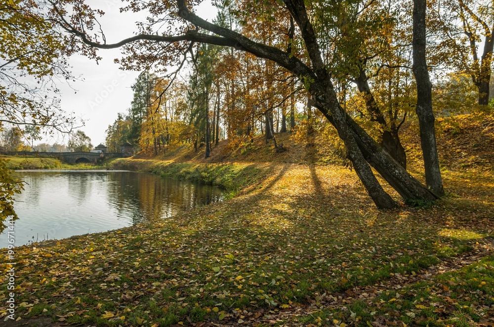 Karpin a pond in Palace park of Gatchina