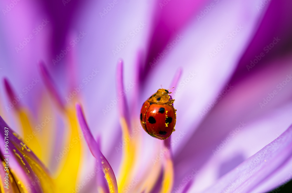 Fototapeta premium The water lily blooming in nature with a ladybug