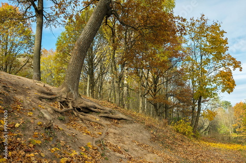 Autumn  landscape with golden trees and falling leaves in St.Petersburg region. photo