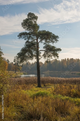 Autumn  landscape with golden trees and falling leaves in St.Petersburg region. photo