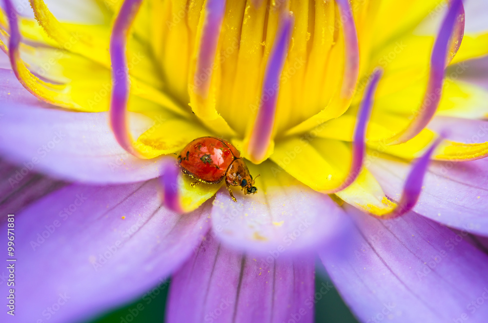 Fototapeta premium The water lily blooming in nature with a ladybug