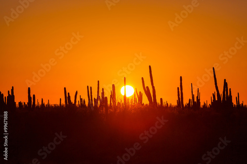 Canvas Print Cactus in Mexico